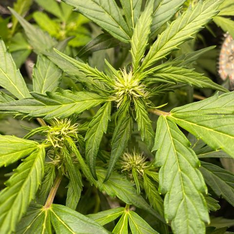 King Kong  growlog timeline photo