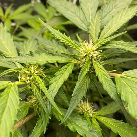 King Kong  growlog timeline photo