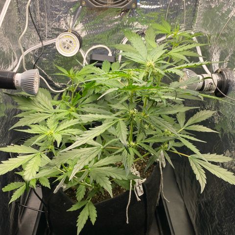 King Kong  growlog timeline photo