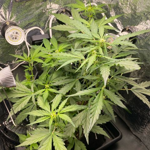 King Kong  growlog timeline photo