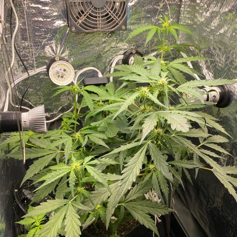 King Kong  growlog timeline photo
