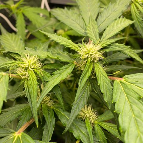 King Kong  growlog timeline photo