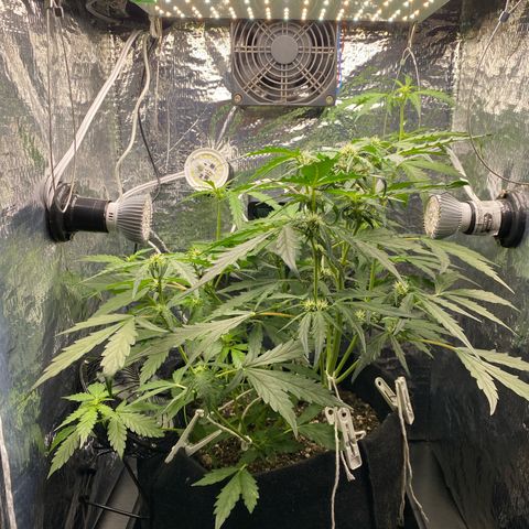 King Kong  growlog timeline photo