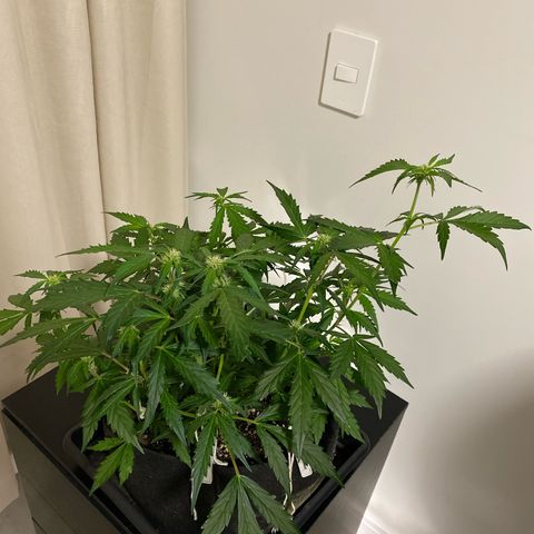 King Kong  growlog timeline photo