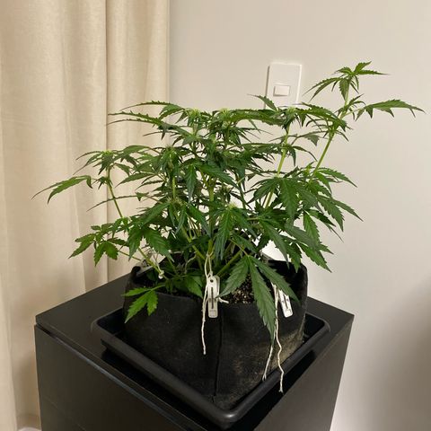 King Kong  growlog timeline photo