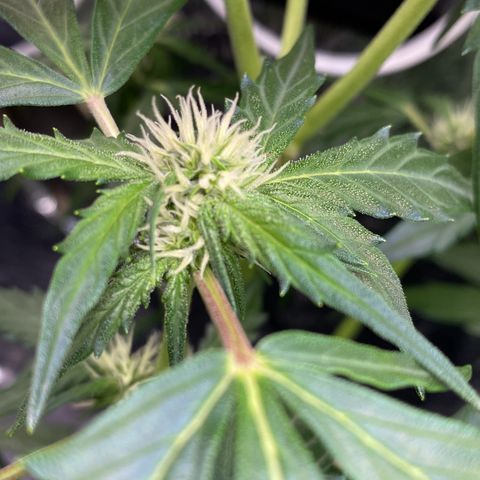 King Kong  growlog timeline photo