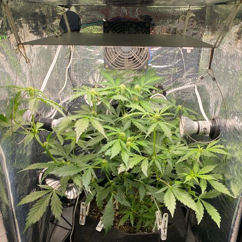 King Kong  growlog timeline photo