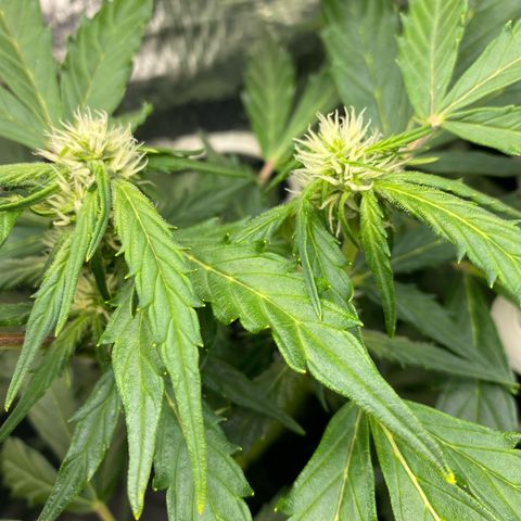 King Kong  growlog timeline photo