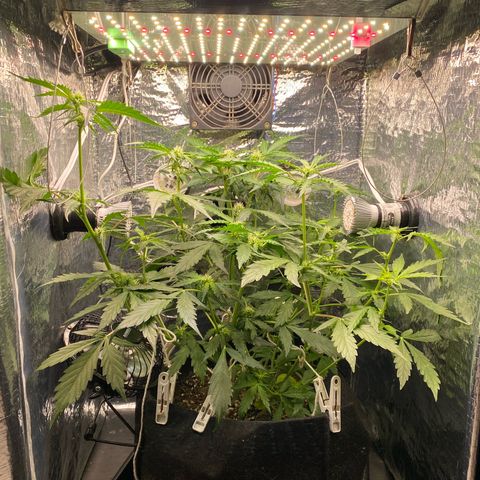 King Kong  growlog timeline photo
