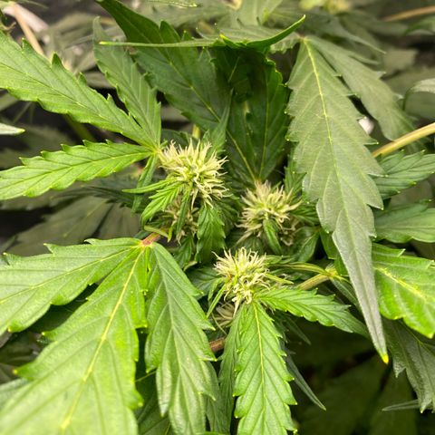 King Kong  growlog timeline photo
