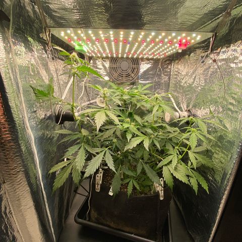 King Kong  growlog timeline photo