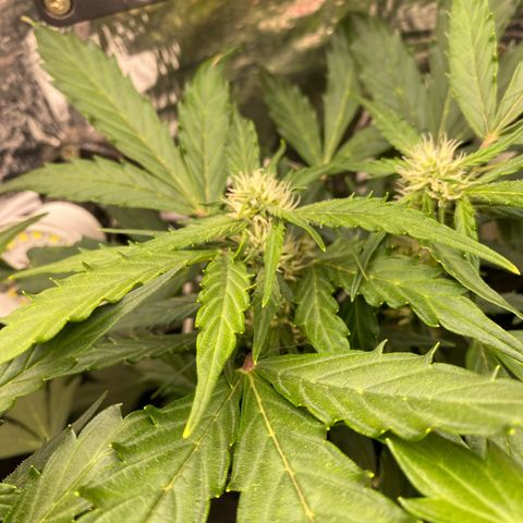 King Kong  growlog timeline photo