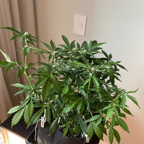 King Kong  growlog timeline photo