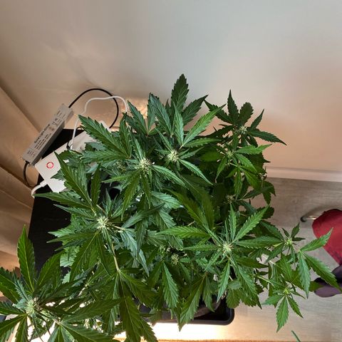 King Kong  growlog timeline photo