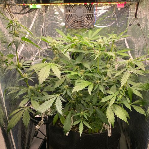 King Kong  growlog timeline photo