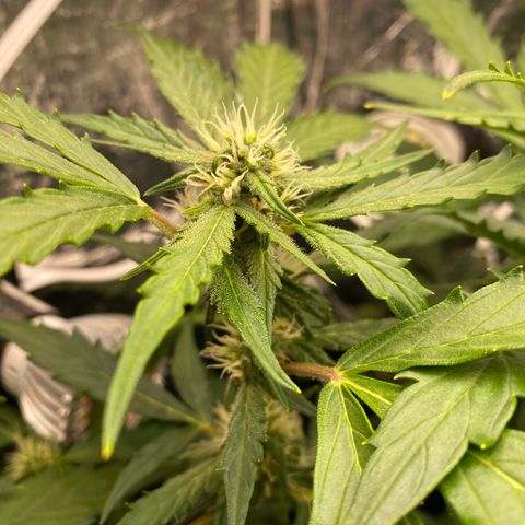 King Kong  growlog timeline photo