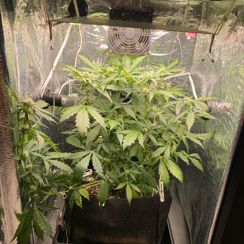 King Kong  growlog timeline photo