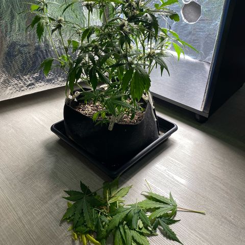 King Kong  growlog timeline photo
