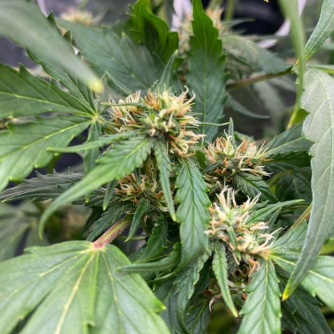 King Kong  growlog timeline photo