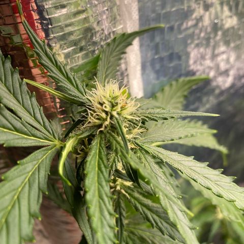 King Kong  growlog timeline photo