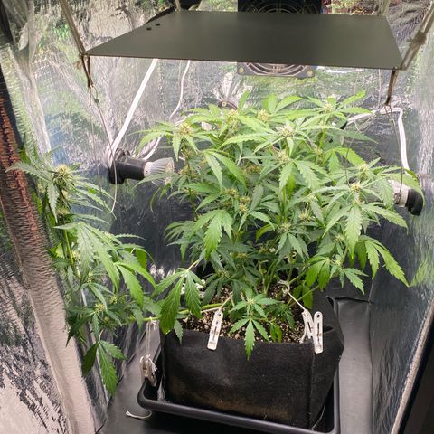King Kong  growlog timeline photo