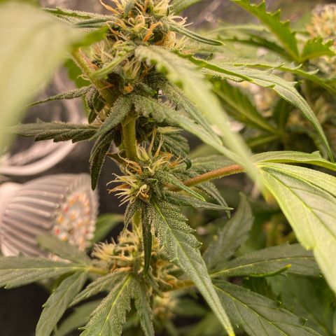 King Kong  growlog timeline photo