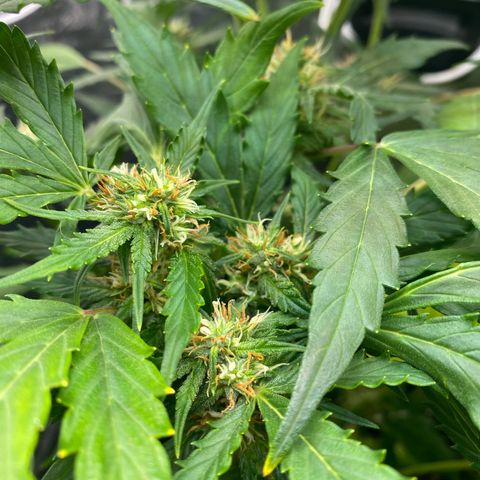 King Kong  growlog timeline photo