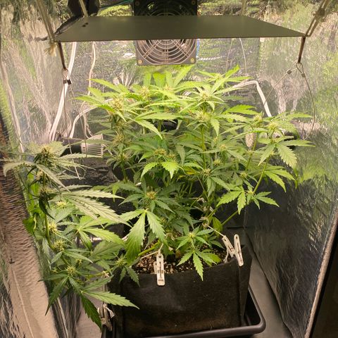 King Kong  growlog timeline photo