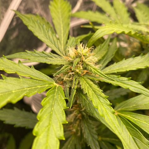 King Kong  growlog timeline photo