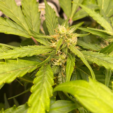 King Kong  growlog timeline photo