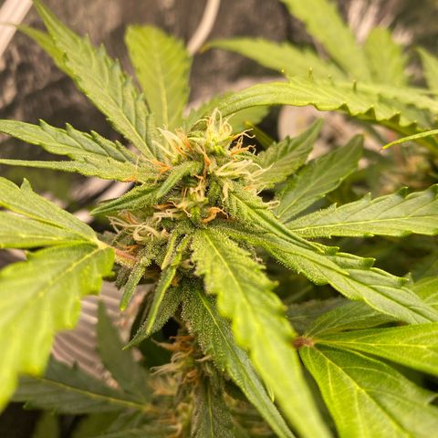King Kong  growlog timeline photo