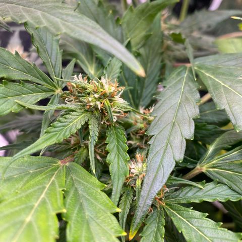 King Kong  growlog timeline photo