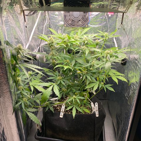 King Kong  growlog timeline photo