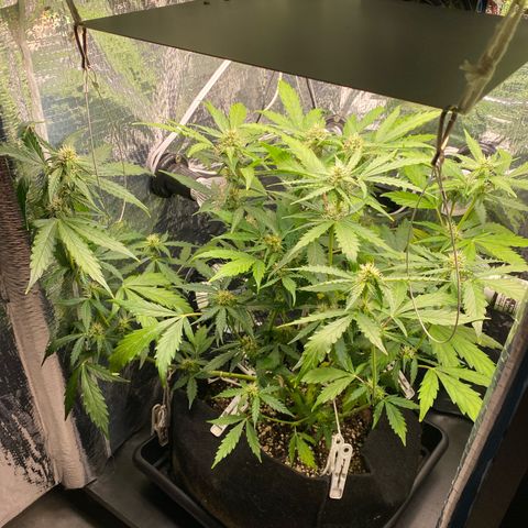 King Kong  growlog timeline photo