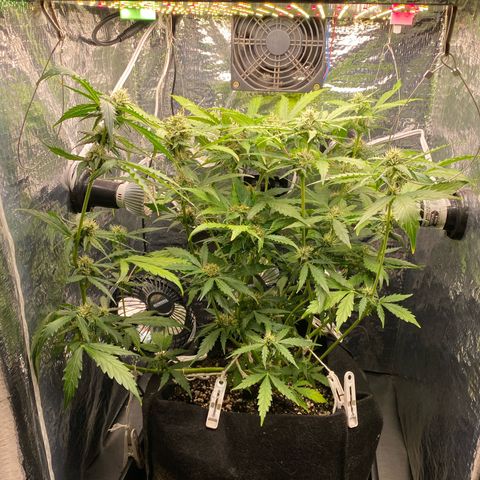 King Kong  growlog timeline photo