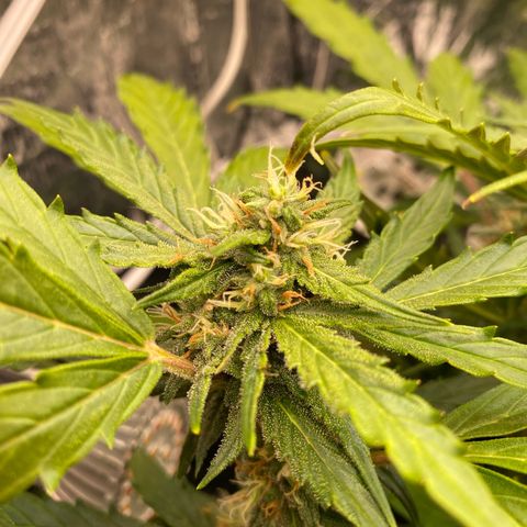 King Kong  growlog timeline photo