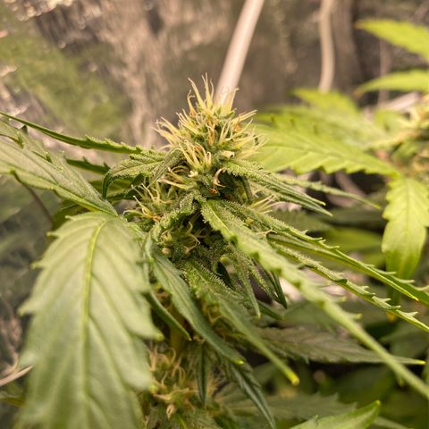 King Kong  growlog timeline photo
