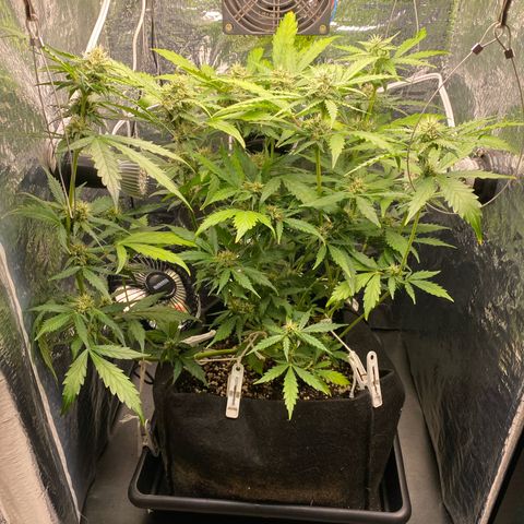 King Kong  growlog timeline photo