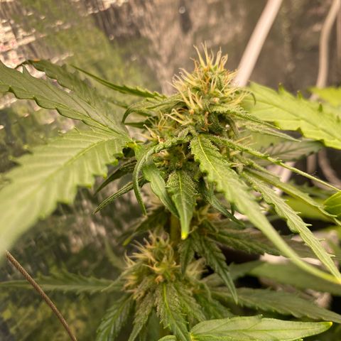King Kong  growlog timeline photo