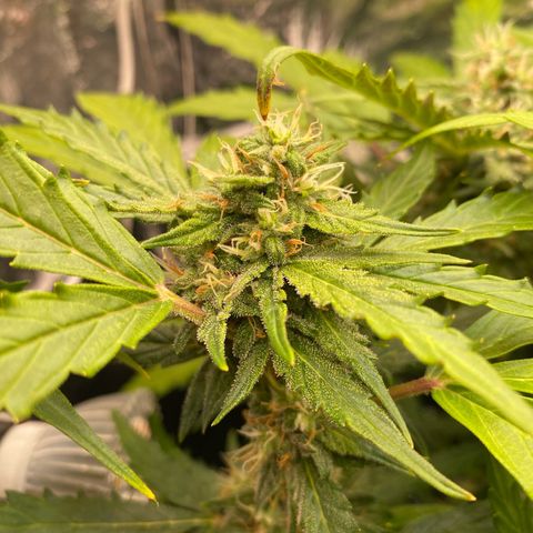 King Kong  growlog timeline photo