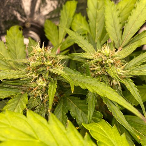 King Kong  growlog timeline photo