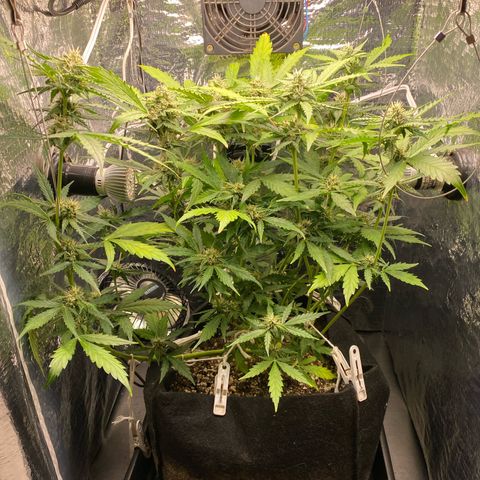 King Kong  growlog timeline photo