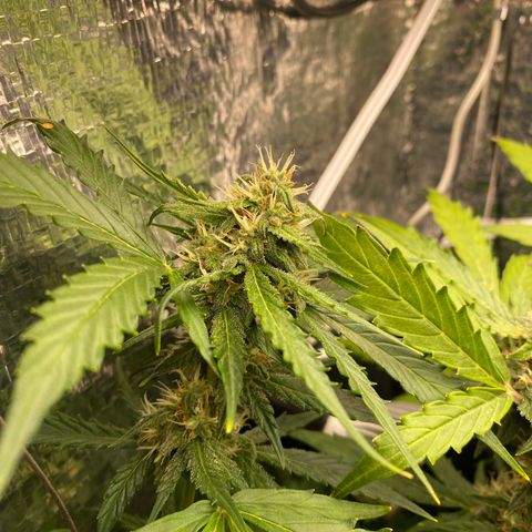 King Kong  growlog timeline photo