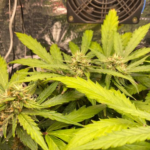 King Kong  growlog timeline photo