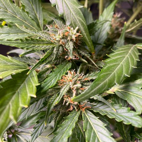 King Kong  growlog timeline photo