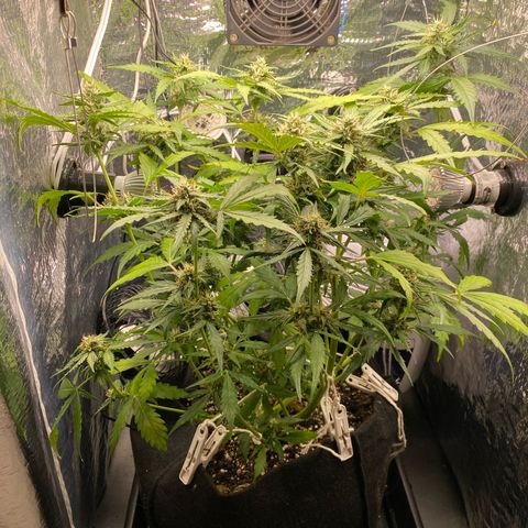 King Kong  growlog timeline photo