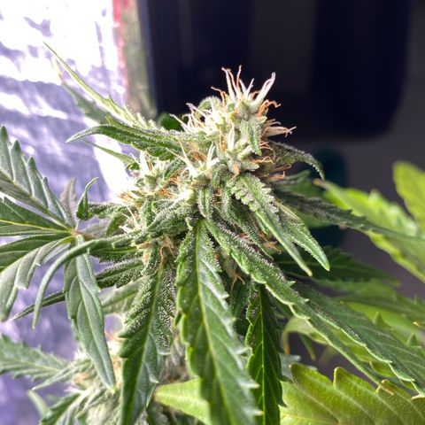 King Kong  growlog timeline photo