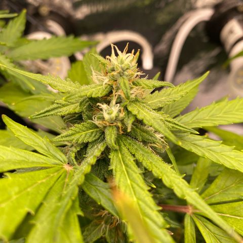 King Kong  growlog timeline photo