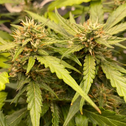 King Kong  growlog timeline photo