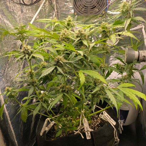 King Kong  growlog timeline photo